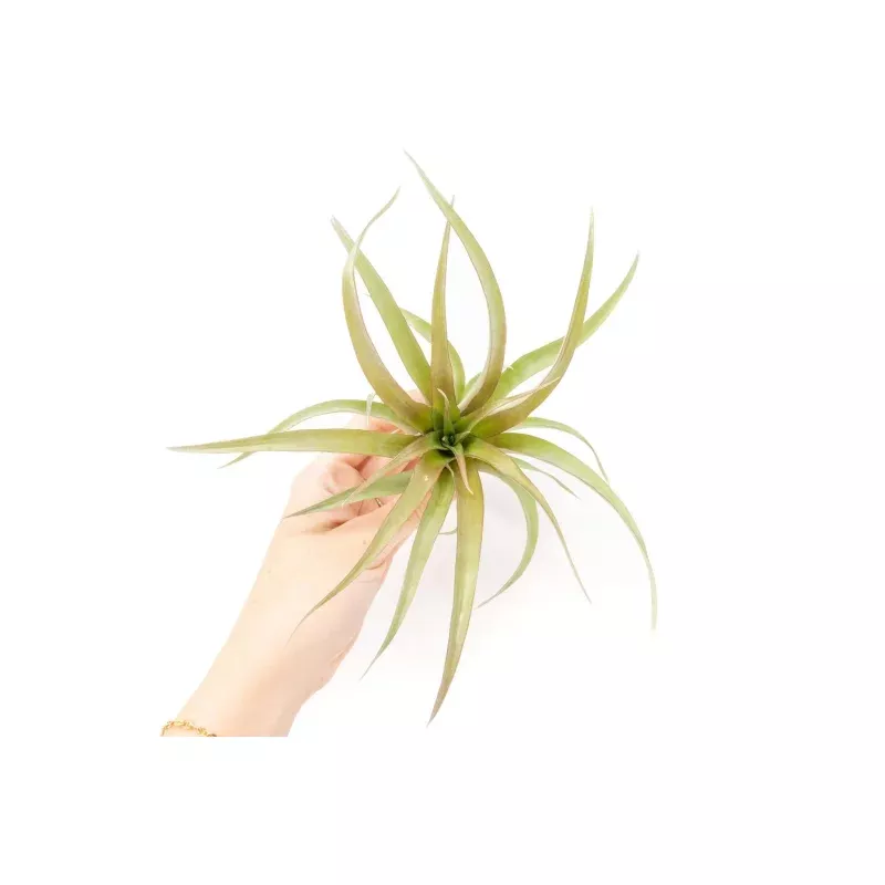 [IN BLUSH NOW!] Tillandsia 'Capitata Red' Air Plants