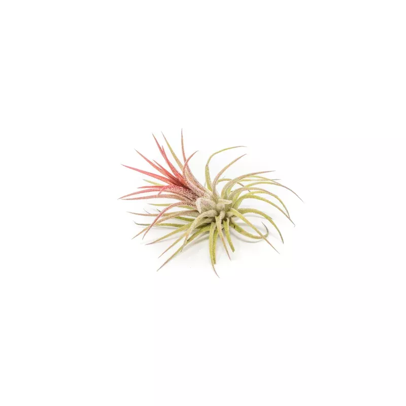 [IN BLUSH NOW!] Tillandsia Ionantha Fuego Air Plants