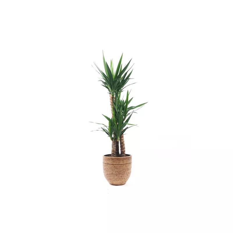 Yucca elephantipes|12|14|17|19|21|22|24|26|27|30|34|45|70|90|100|160|120|140|170|200|1PP|2PP|3-4PP|Multi-branched