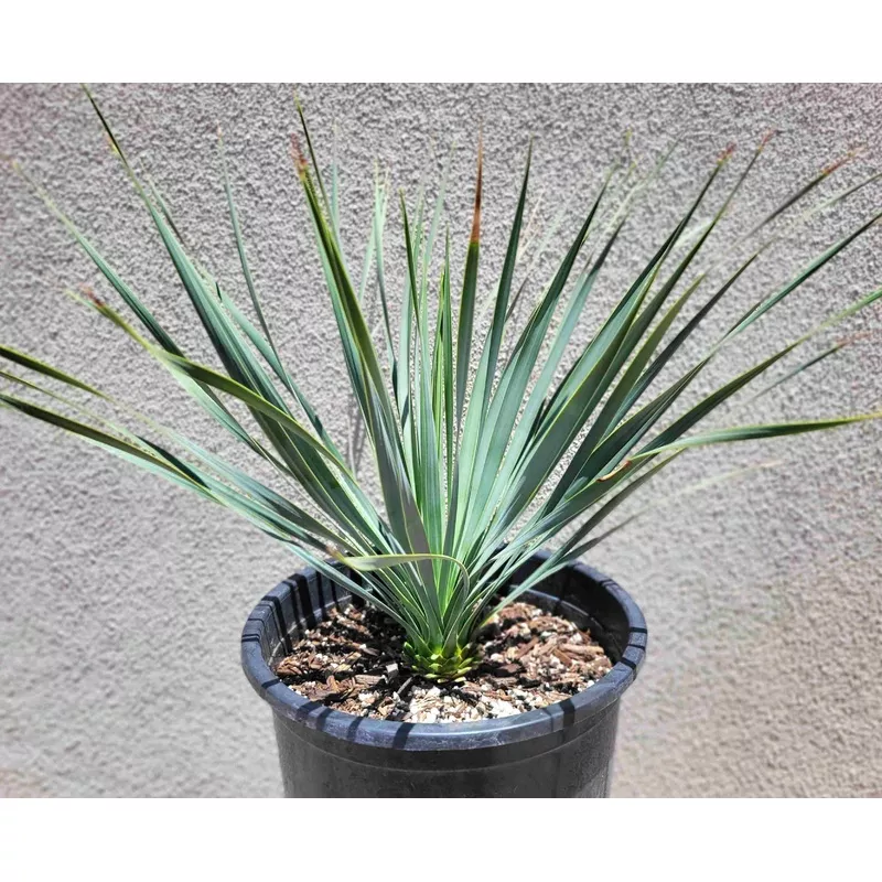 Yucca rostrata – Beaked Yucca|1 Gallon Plant|5 Gallon Plant|15 Gallon Plant
