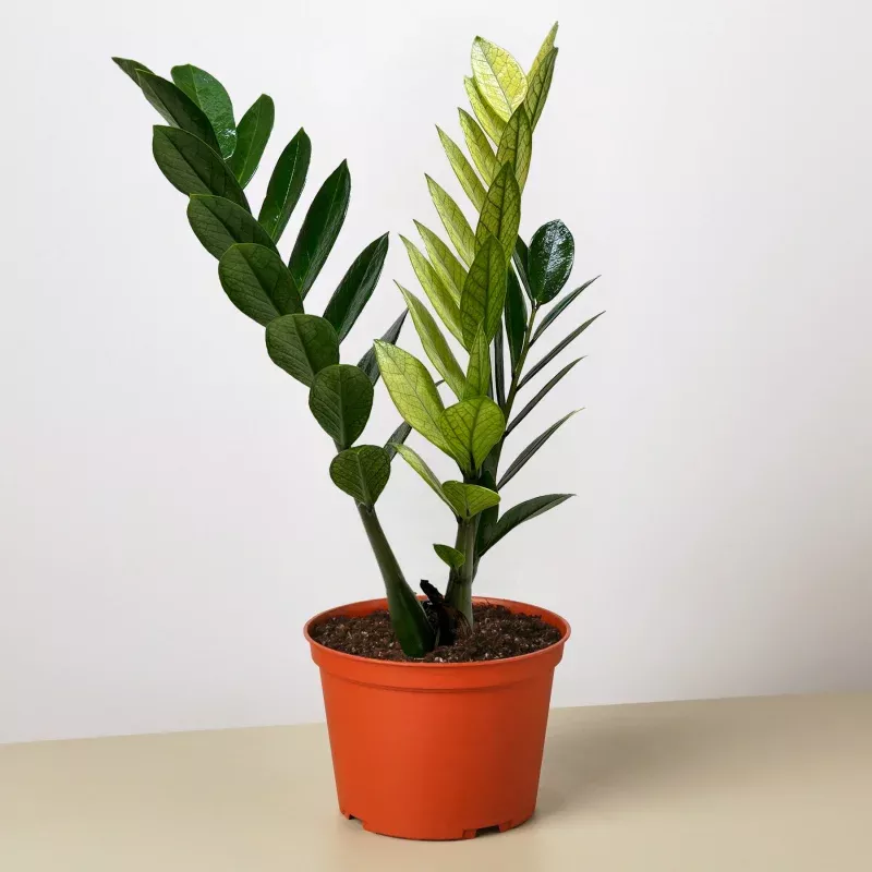 Zamioculcas 'Chameleon'|4" Pot&6" Pot|Nursery Pot&Eco Pot TerraCotta&Eco Pot Black&Eco Pot White&Cow Pot