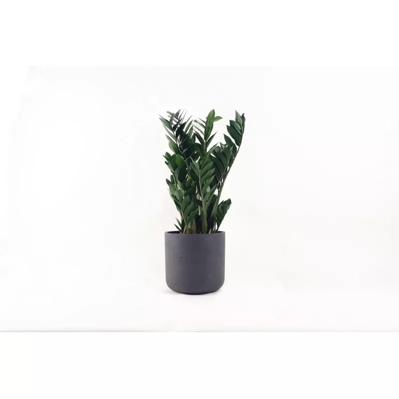 Zamioculcas zamiifolia|10|12|14|17|19|21|24|27|30|25|40|60|50|45|70|80|90|100|110|75|105