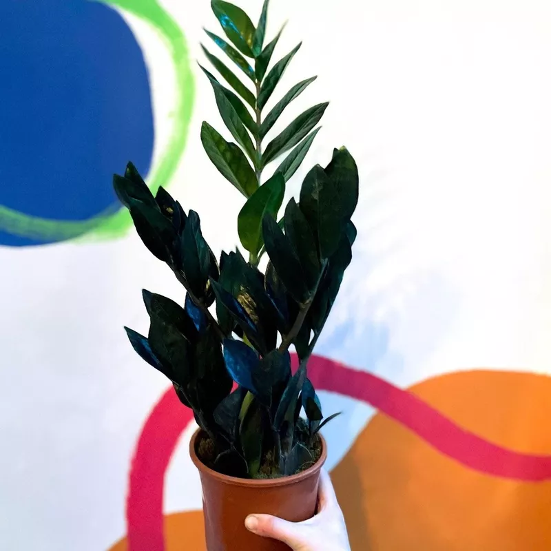 Zamioculcas zamiifolia ‘Raven’ – Black ZZ Plant