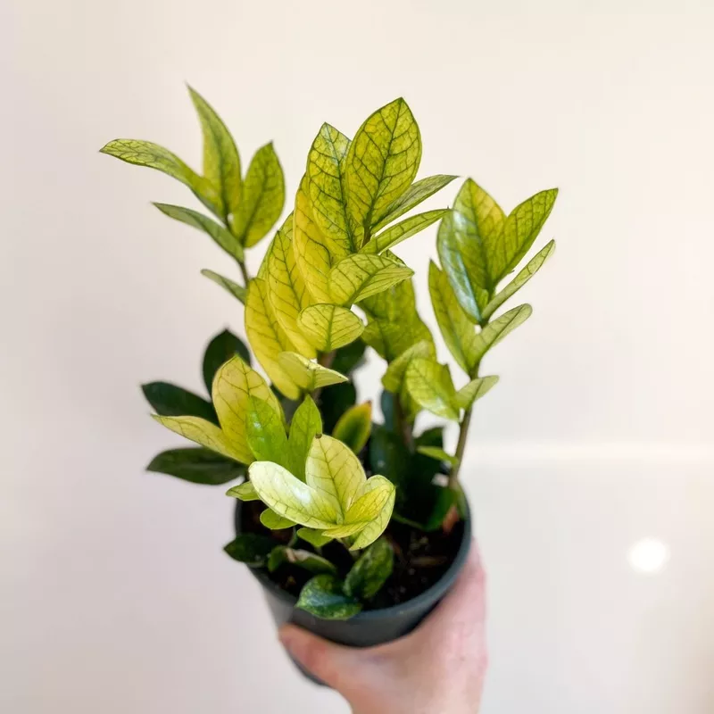 Zamioculcas zamiifolia variegata