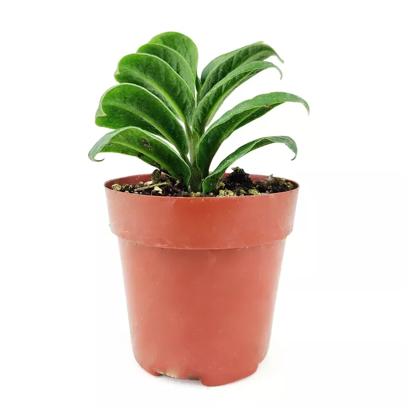 Zamioculcas zamiifolia ‘Zenzi’ –Dwarf ZZ Plant–