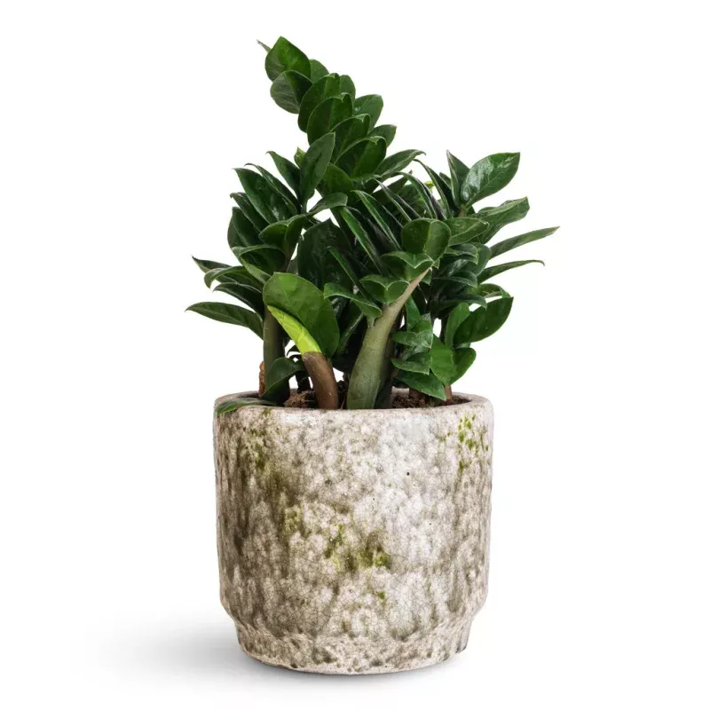 Zamioculcas zamiifolia Zenzi - Zenzi ZZ Plant