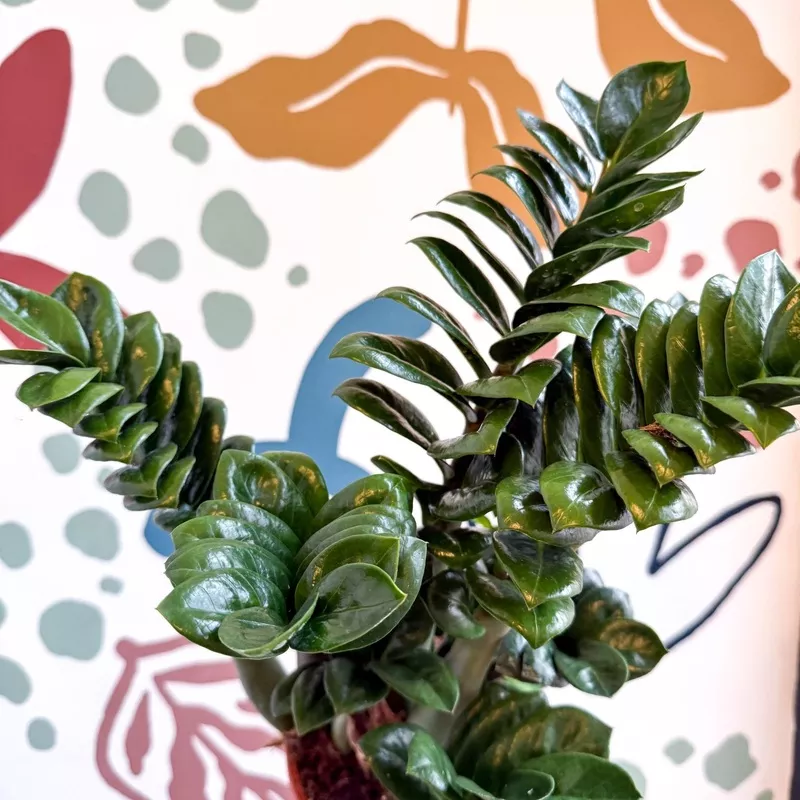 Zamioculcas zamiifolia ‘Zenzi’ – ZZ Plant