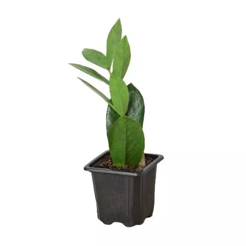 Zamioculcas Zamiifolia ZZ|3" Pot&4" Pot&6" Pot&8" Pot|Nursery Pot&Black Cylinder&White Cylinder&Terra Cotta Eco Pot&Black Eco Pot&Cow Pot