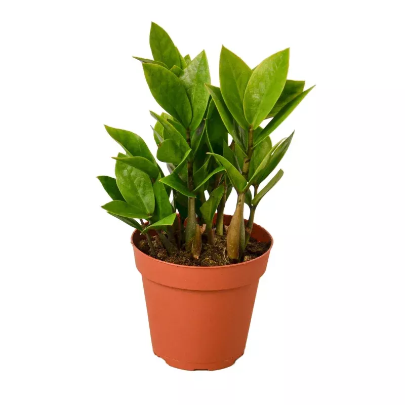 Zamioculcas Zamiifolia ZZ - 4 Pot - NURSERY POT ONLY