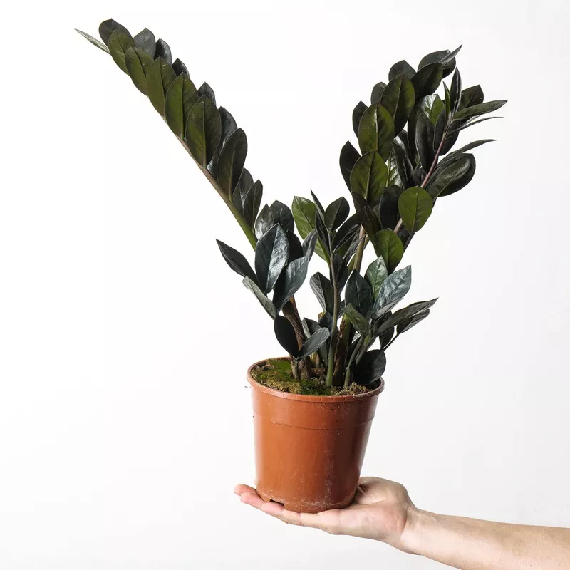 Zamioculcas zamiifolia (ZZ Plant) ‘Raven’