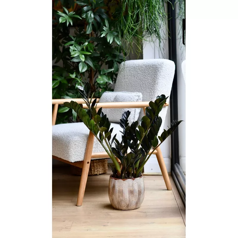 Zamioculcas Zamiifolia | ZZ Raven
