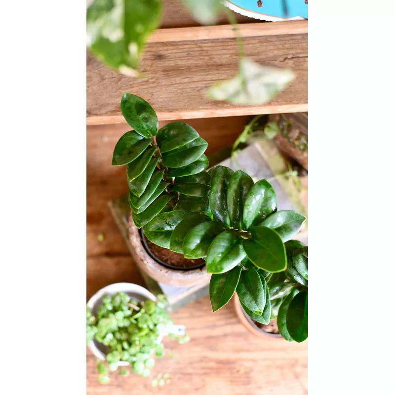 Zamioculcas Zensi ‘ZZ Plant’