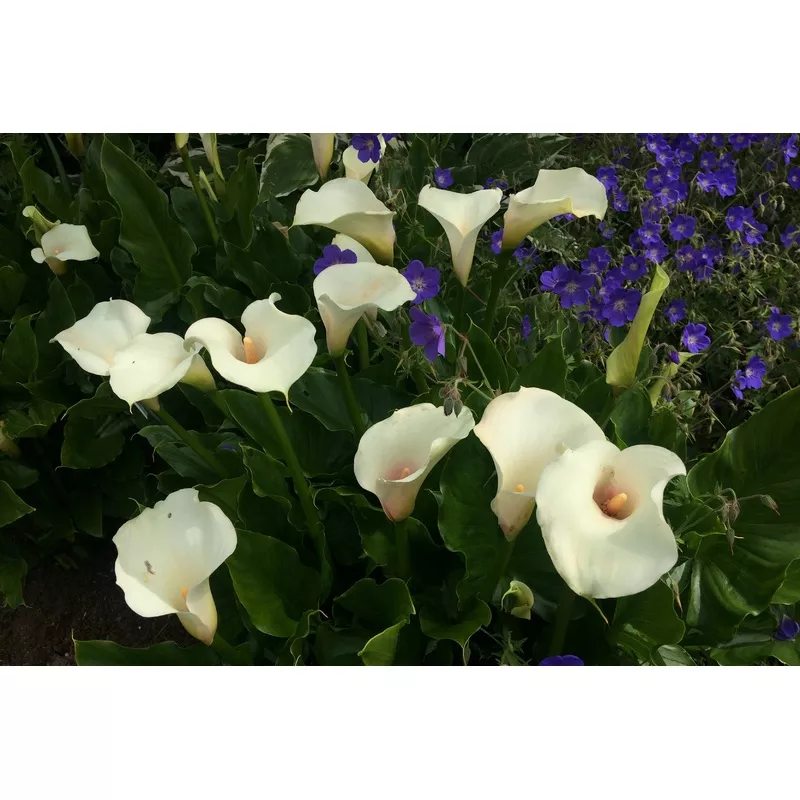 Zantedeschia ‘Kiwi Blush’|Approx. 0.5 litre pot