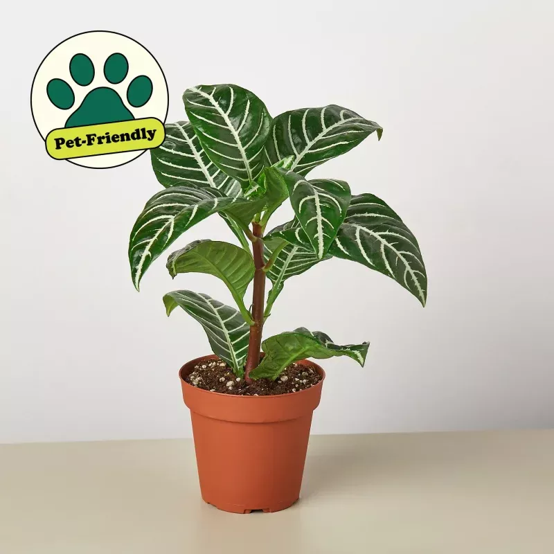 Zebra 'Aphelandra'|4" Pot&6" Pot