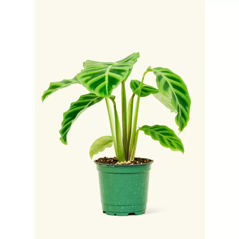 Zebra Calathea|Small&Medium|Grow Pot&Classic (Polar White)&Classic (Rose Pink)&Classic (Charcoal)&Classic (Oat)