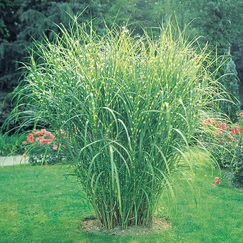Zebra Grass|3" POT&2.5" POT|1 Plant(s) | Ships in Spring&1 Plant(s) | Ships in Fall
