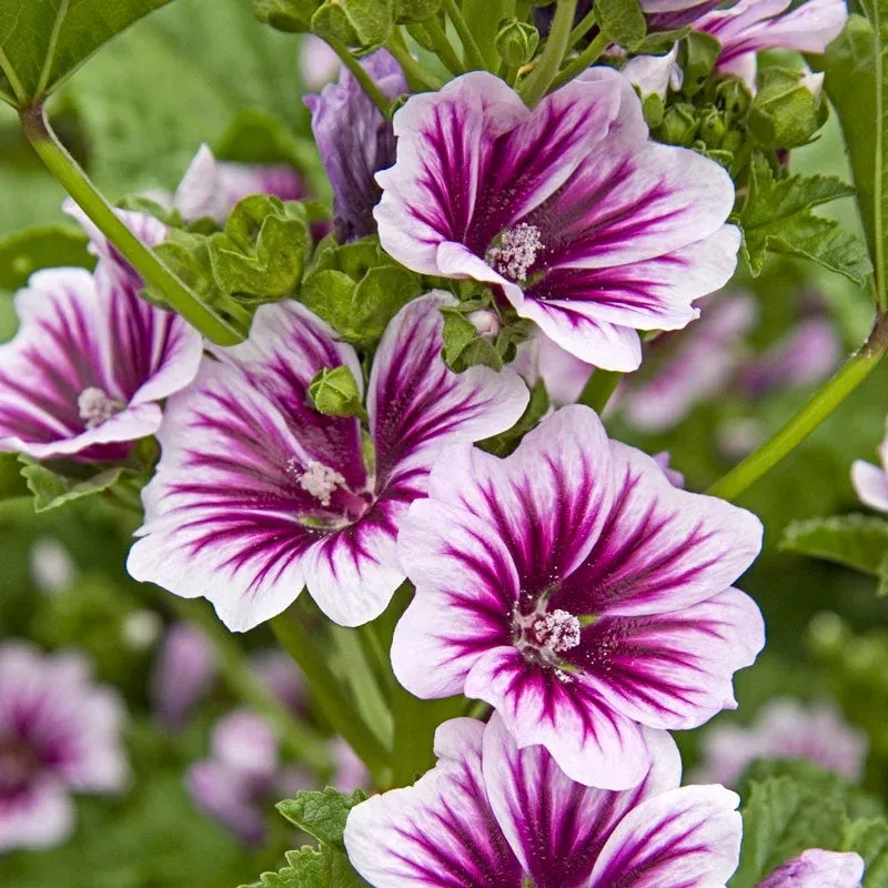 Zebra Mallow|PREMIUM&JUMBO|1 Plant(s) | Ships in Fall&3 Plant(s) | Ships in Fall&3 Plant(s) | Ships in Spring&1 Plant(s) | Ships in Spring