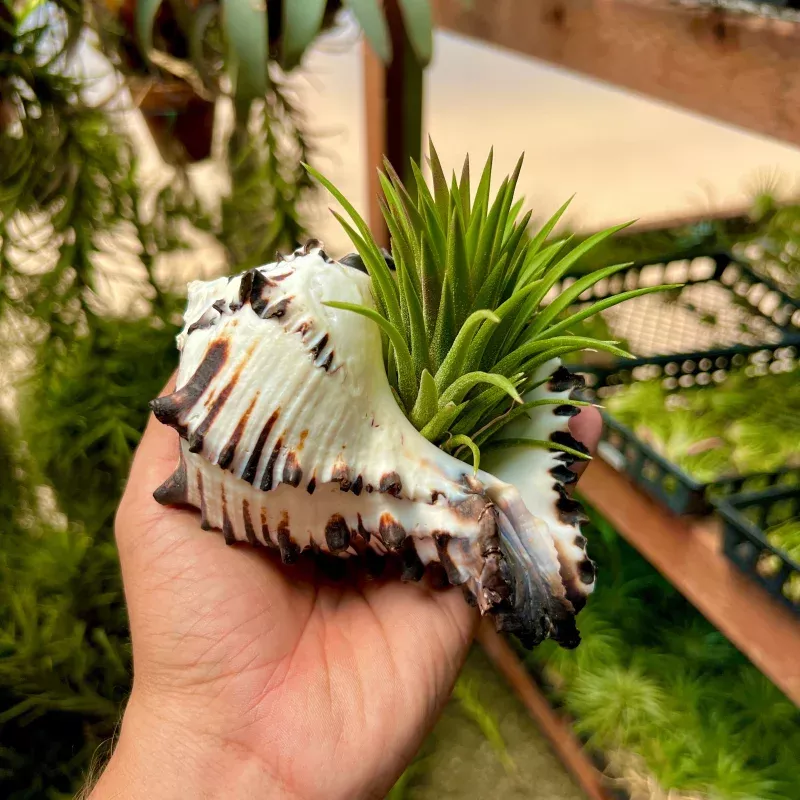 Zebra Murex Shell Large + Air Plant