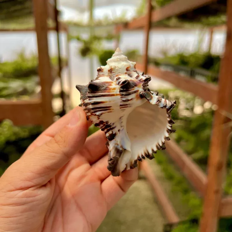 Zebra Murex Shell Regular