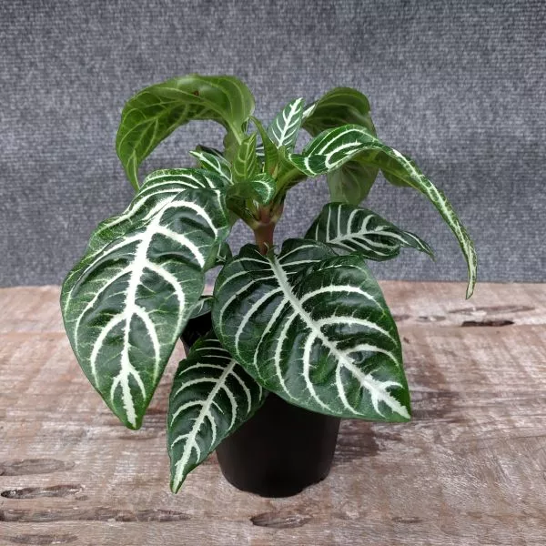 Zebra Plant – 4 Inch Container