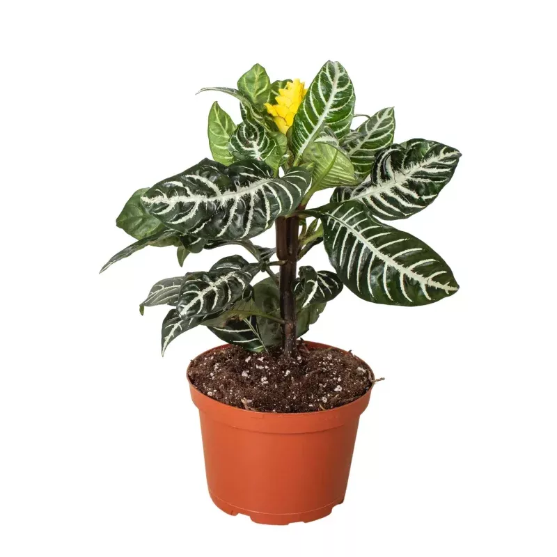 Zebra Plant|4" Pot&6" Pot