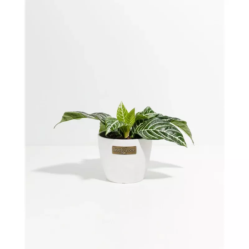 Zebra Plant (Aphelandra)|Small&Medium|Grower&Eco Pot&Baskets|Varies&Coconut&Earl Grey&Chai&Macadamia&Light