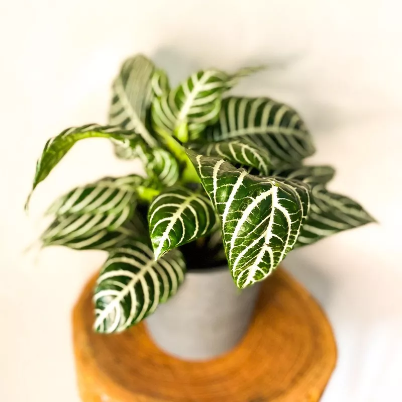 Zebra Plant – Aphelandra squarrosa