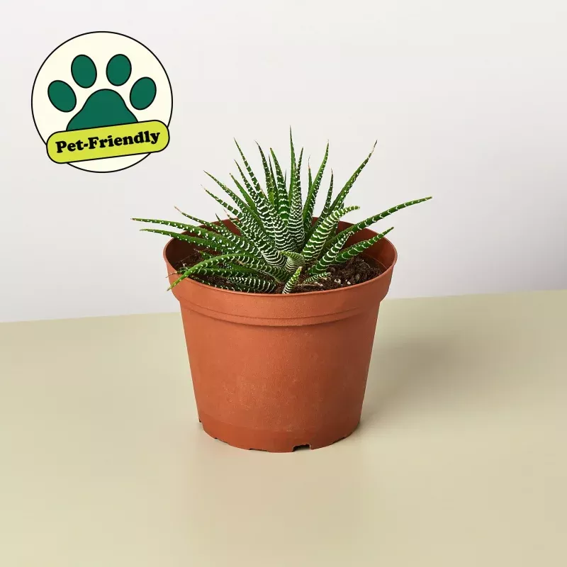 Zebra Succulent|3" Pot&4" Pot&6" Pot