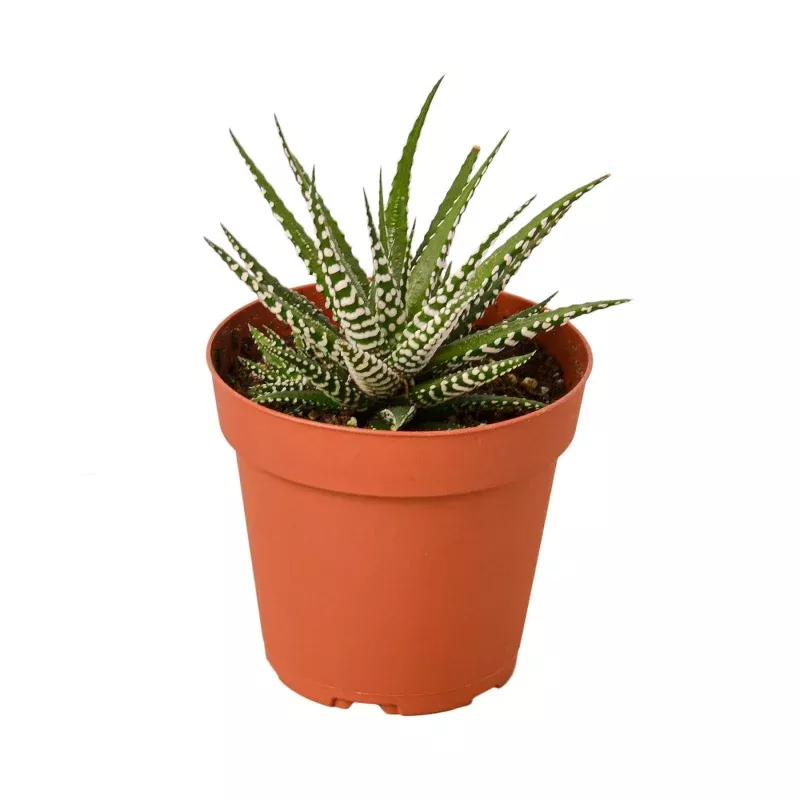 Zebra Succulent - 4 Pot - NURSERY POT ONLY