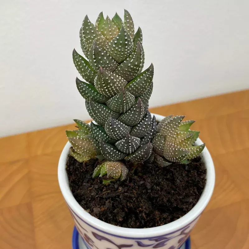 Zebra Wart Haworthia (Haworthiopsis reinwardtii)