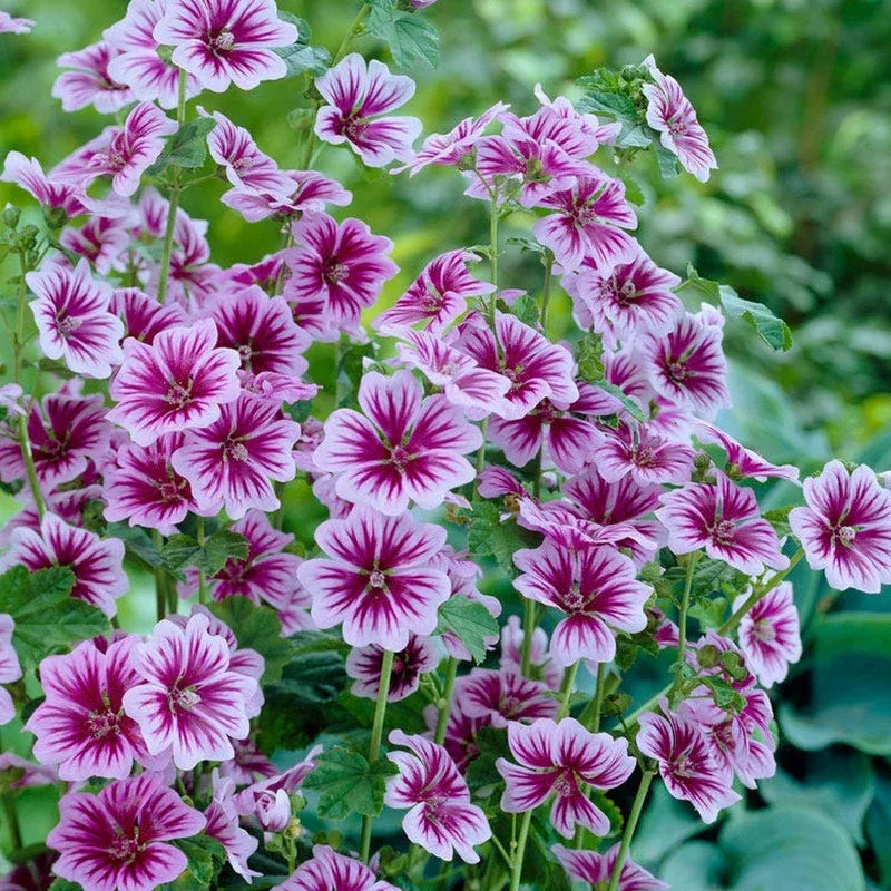 Zebrina Mallow|Plant - 3" Pot