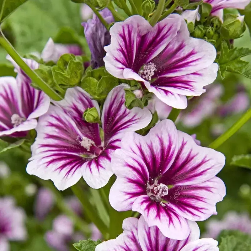 Zebrina Malva