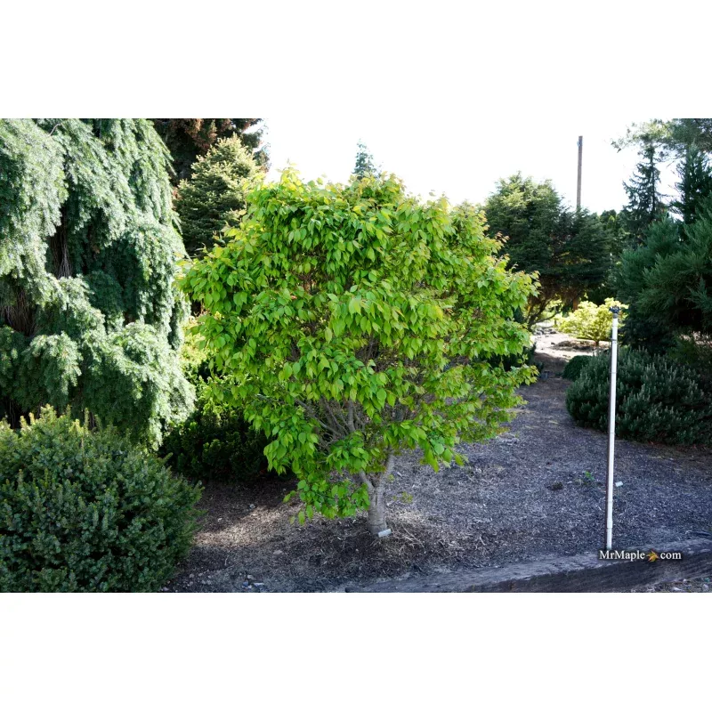 Zelkova serrata’Goblin’Dwarf Japanese Zelkova