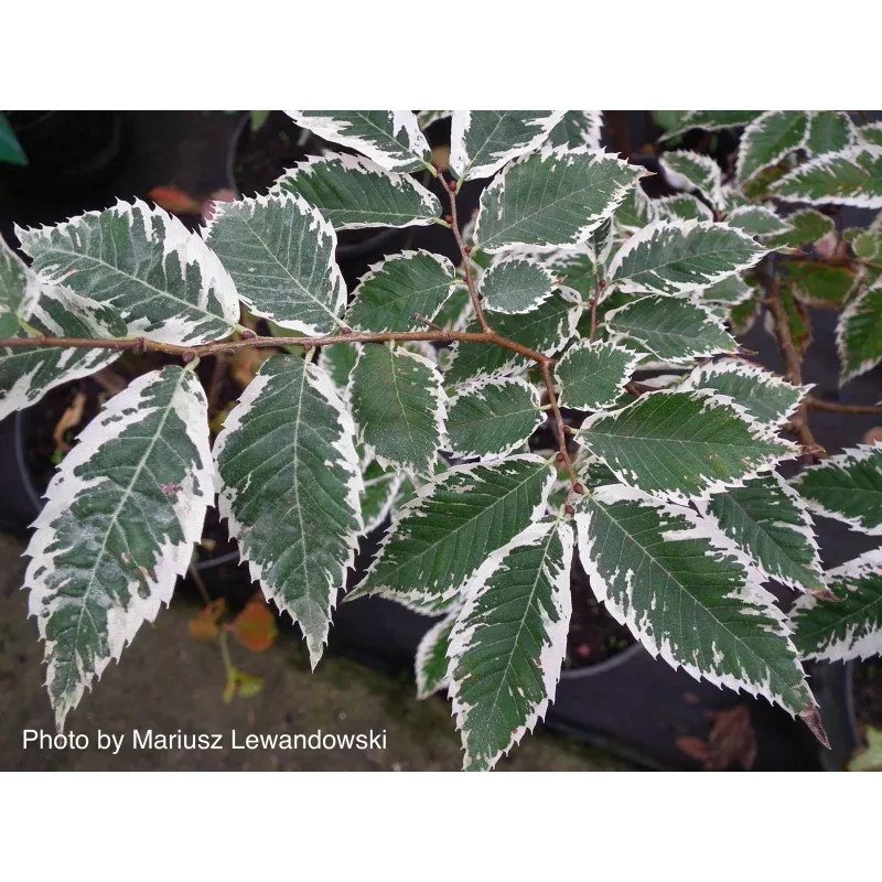 Zelkova serrata’Goshiki’Variegated Japanese Zelkova
