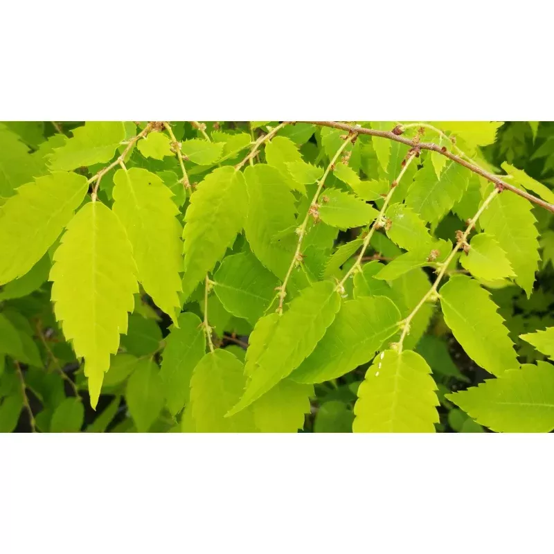 Zelkova serrata’Ogon’Golden “Bright Park” Yellow Japanese Zelkova