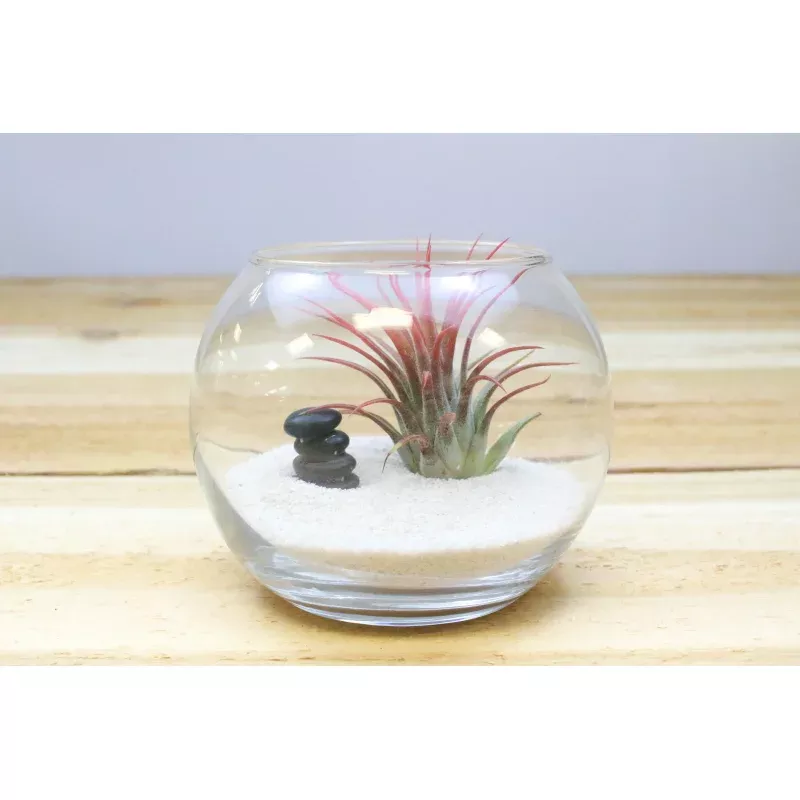 Zen Garden Terrarium with Tillandsia Air Plant