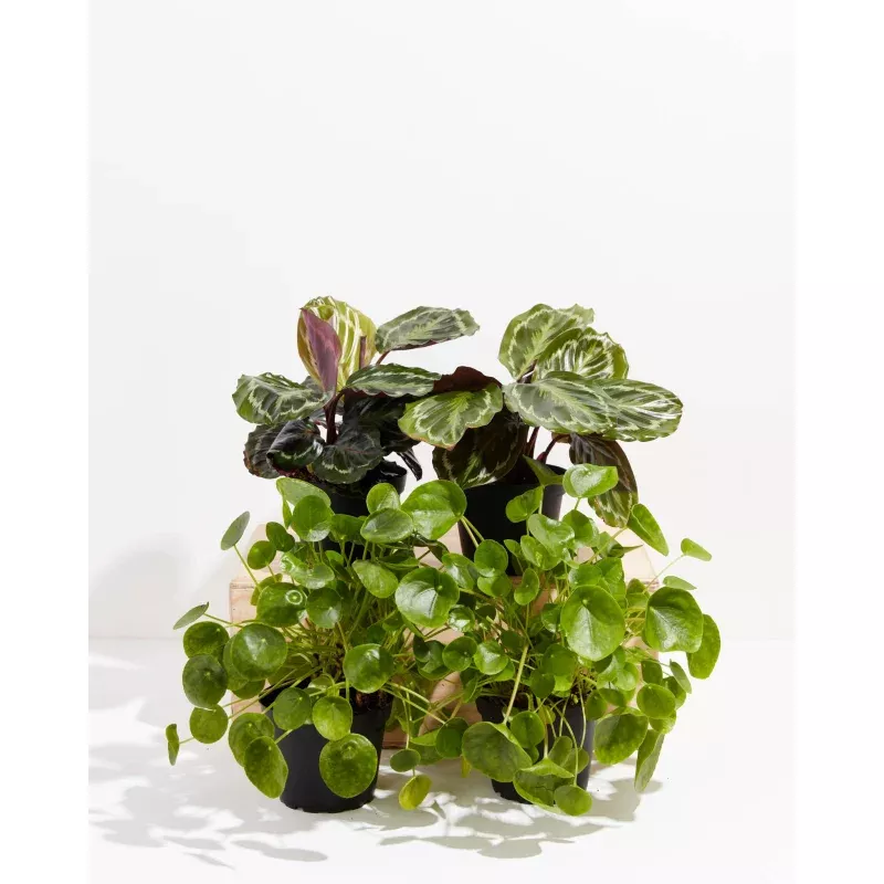 Zen Pet Friendly Collection|Medium|Grower&Eco Pot&Baskets|Varies&Coconut&Earl Grey&Chai&Macadamia&Light