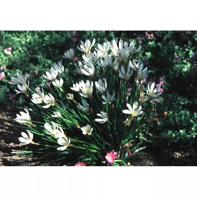 Zephyranthes candida – White Rain Lily