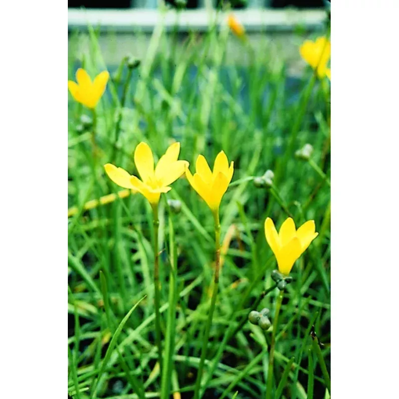 Zephyranthes citrina
