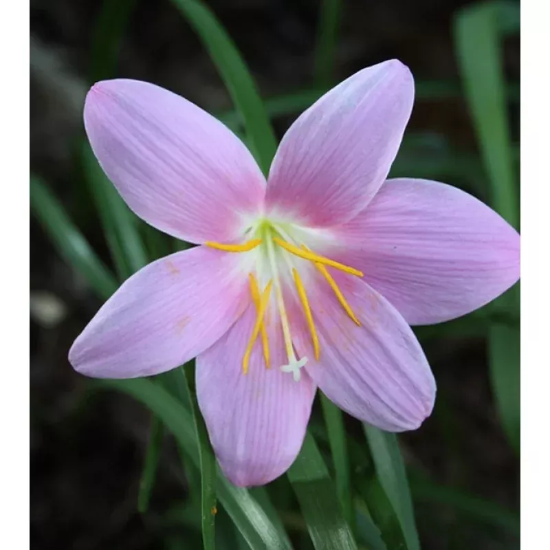 Zephyranthes grandiflora