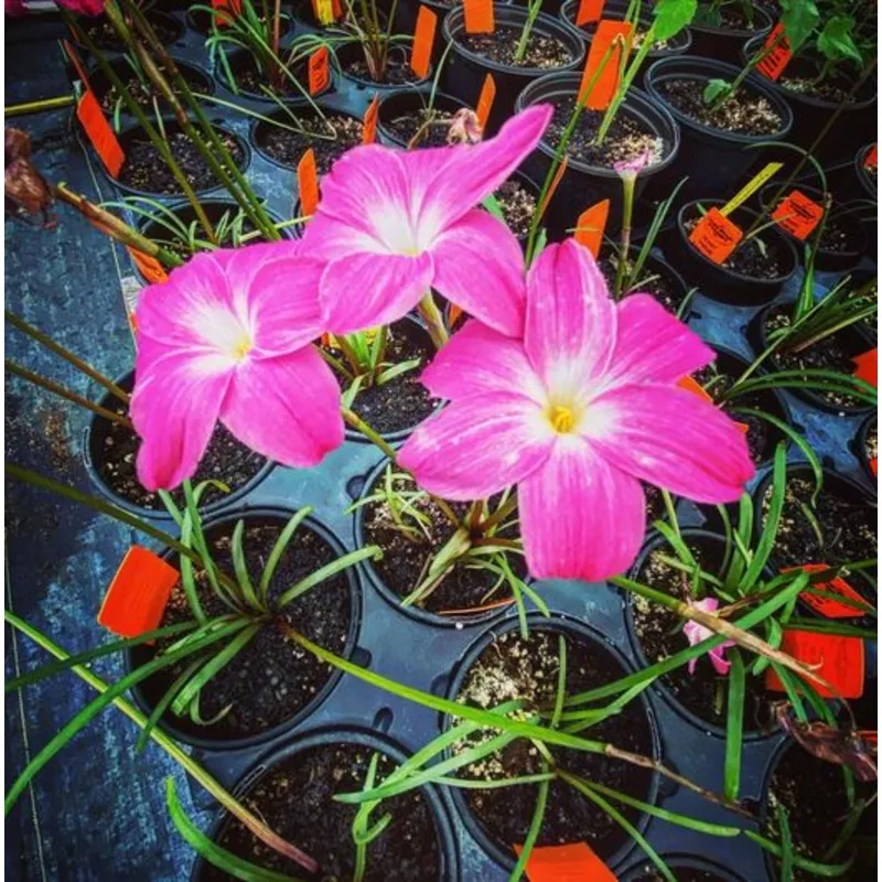 Zephyranthes labufarosea –Heart Throb Rain Lily–