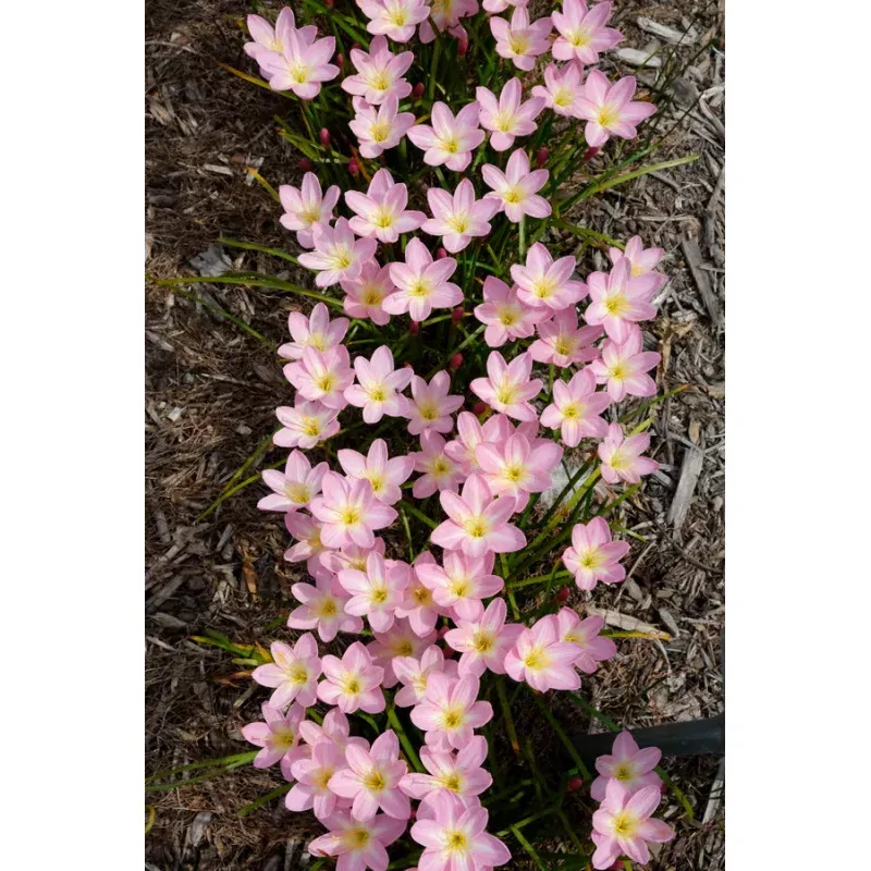 Zephyranthes Zodiac Surprise