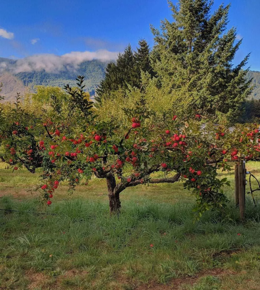 Zestar Apple – Dwarf (4′-5′)