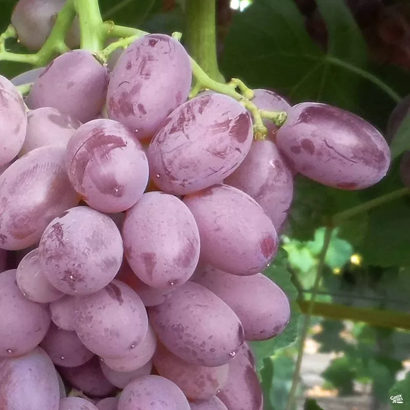 Zestful Lollipop Grape | Monrovia