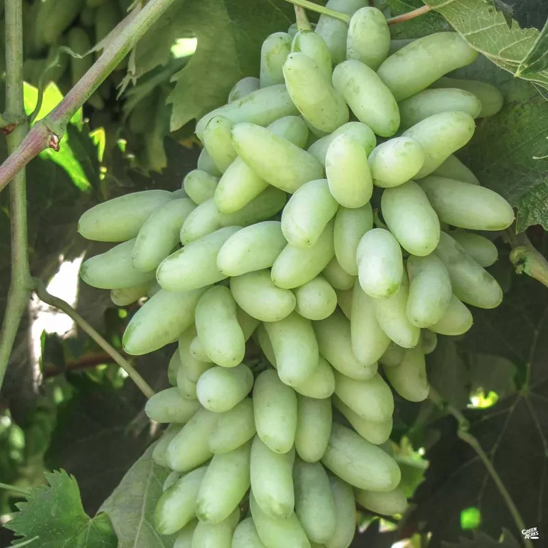 Zestful Waterfall Grape | Monrovia