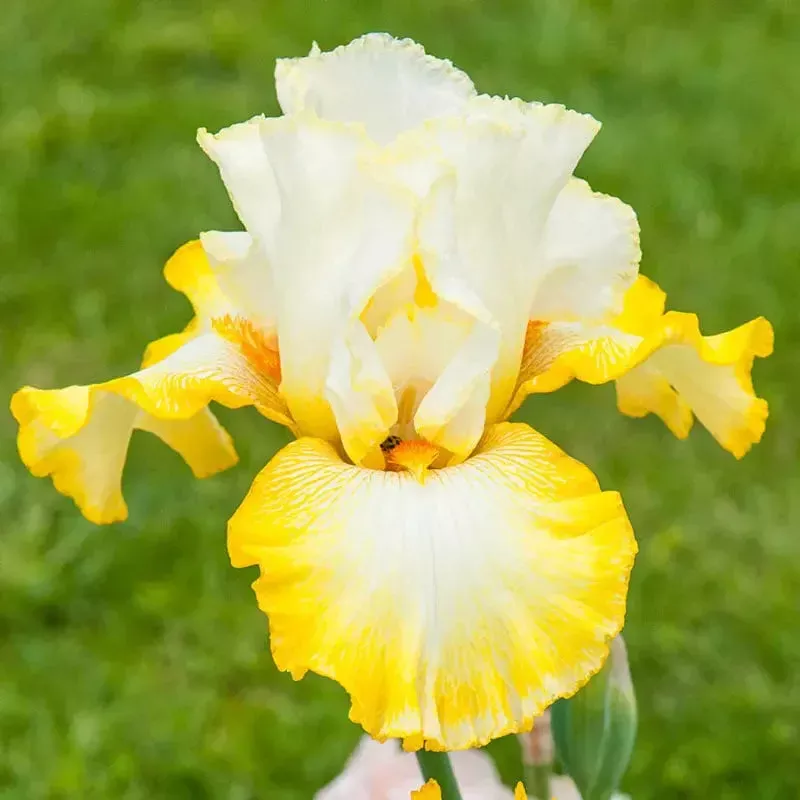 Zesting Lemons Bearded Iris|PREMIUM&KickStart Rhizome&KickStart|1 Plant(s) | Ships in Fall&1 Plant(s) | Ships in Spring