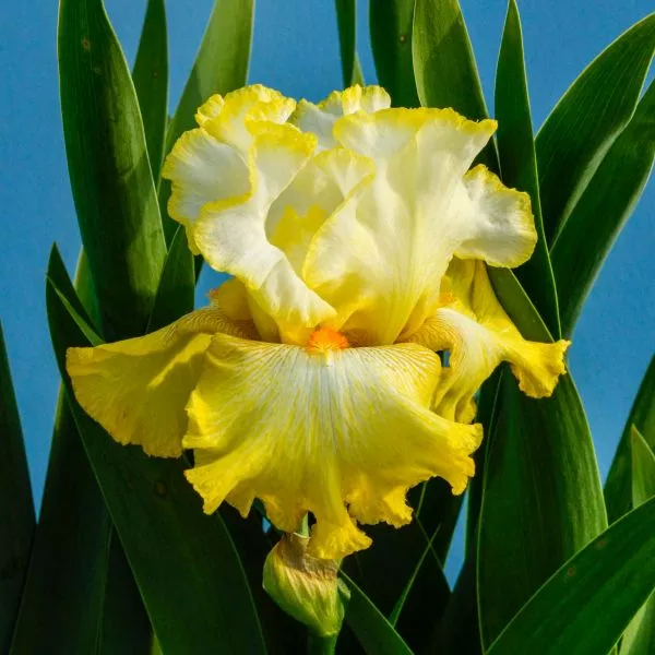 Zesting Lemons Tall Bearded Iris – Bare Root Iris