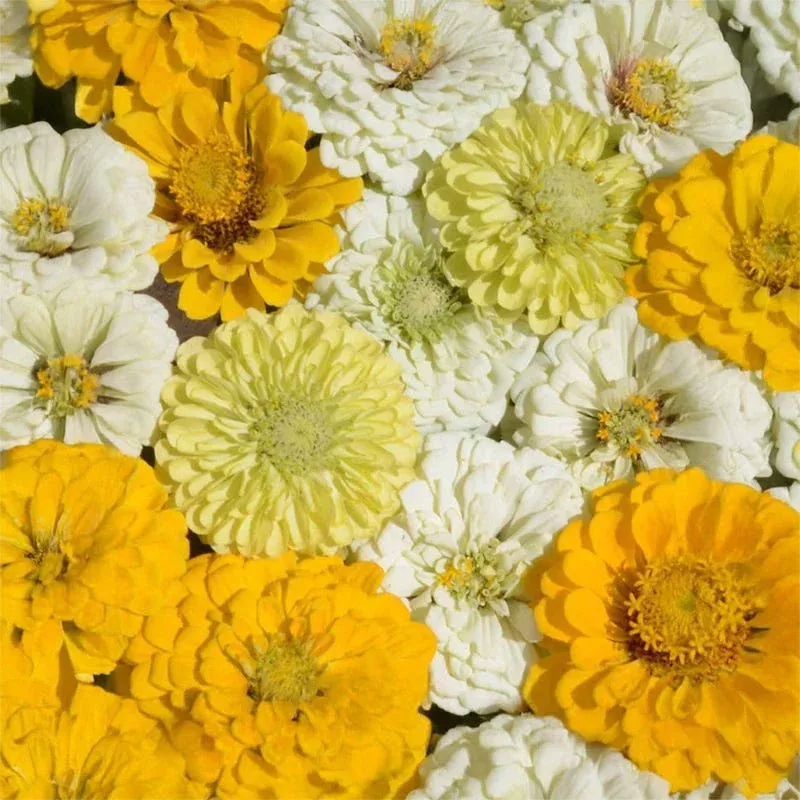 Zesty Citrus Zinnia Seed Mix|2 Ounces&1/4 Pound&1 Pound&5 Pounds
