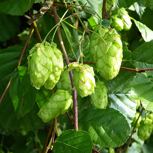 Zeus Hop – Quart Container