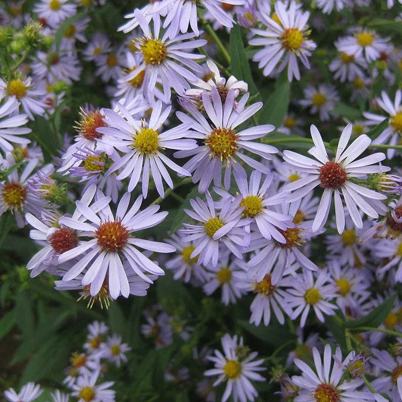 Zig Zag Aster Seeds|Packet